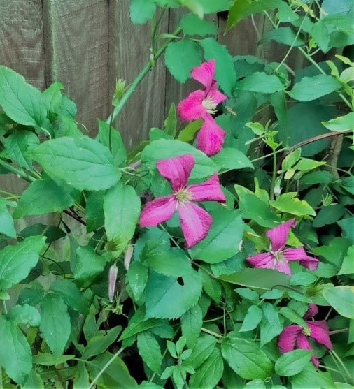 Clematis viticella Clematis viticella