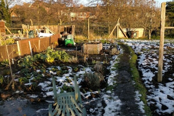 December 2020 after clearing most of the weeds December 2020 after clearing most of the weeds