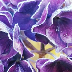 Frostnupen-hortensia-1024x690 Frostnupen-hortensia-1024x690