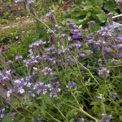 Phacelia Phacelia