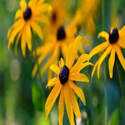Rudbeckia Rudbeckia