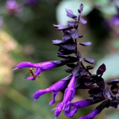 Salvia Amistad Salvia Amistad