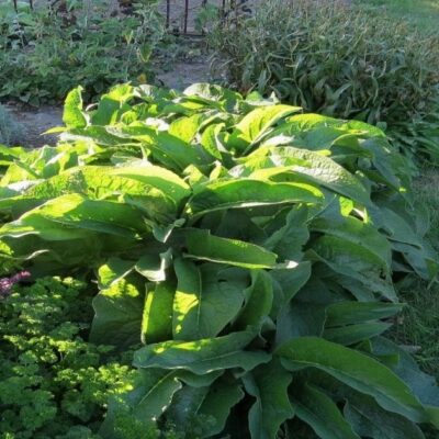 comfrey comfrey