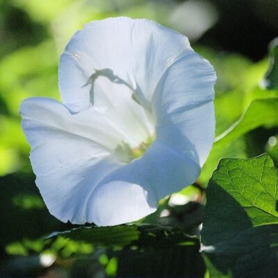 flower 2 flower 2