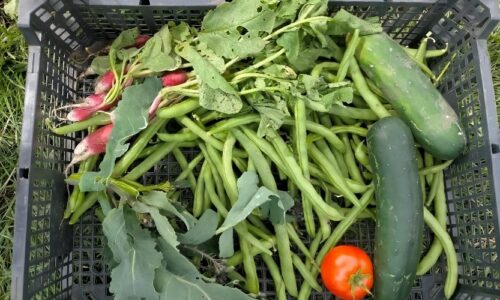 harvest harvest