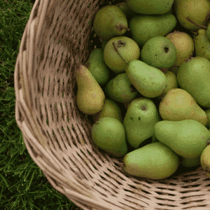 pear harvest pear harvest
