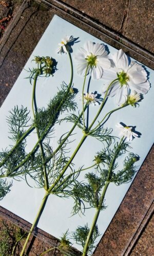 SOLARPAPIER SOLARPAPIER