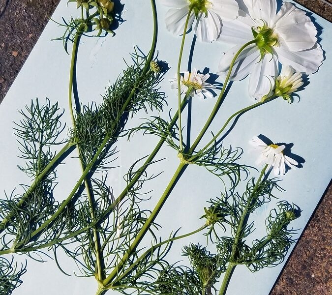 SOLARPAPIER SOLARPAPIER