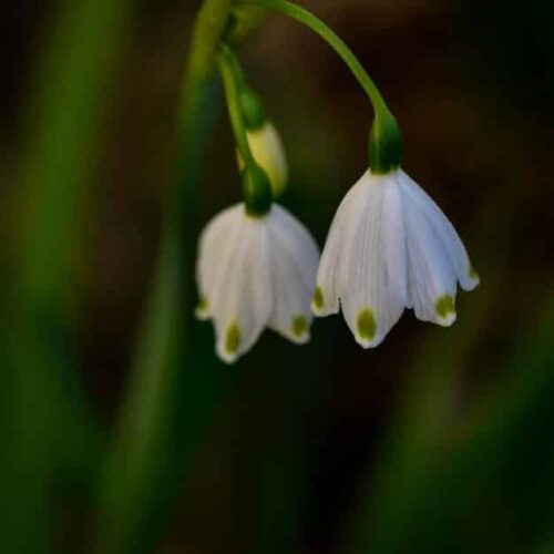 Leucojum Leucojum