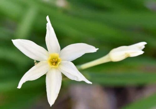 Cheerful jonquils Cheerful jonquils