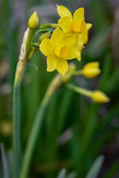 Cheerful jonquils Cheerful jonquils