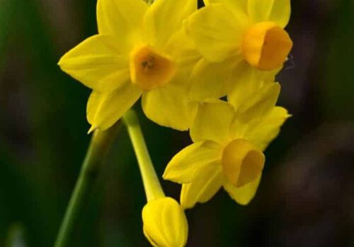 Cheerful jonquils Cheerful jonquils
