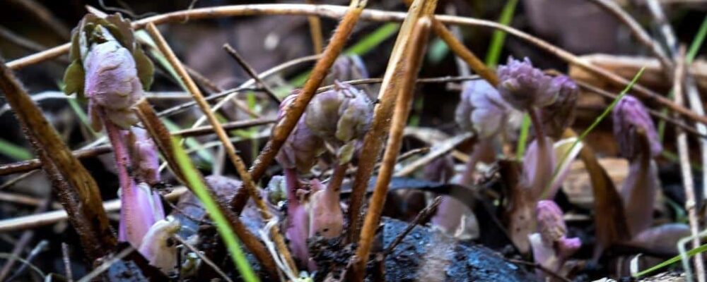 July and August in Central Otago July and August in Central Otago