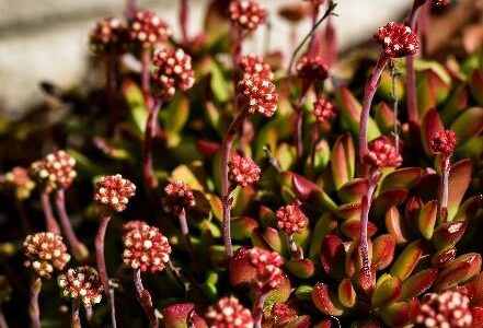 tiny succulents tiny succulents