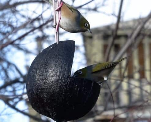 birds birds