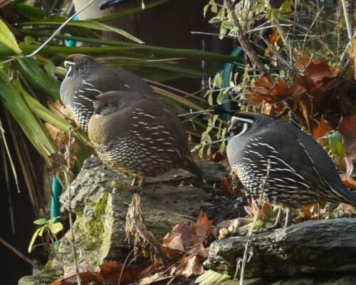 birds birds
