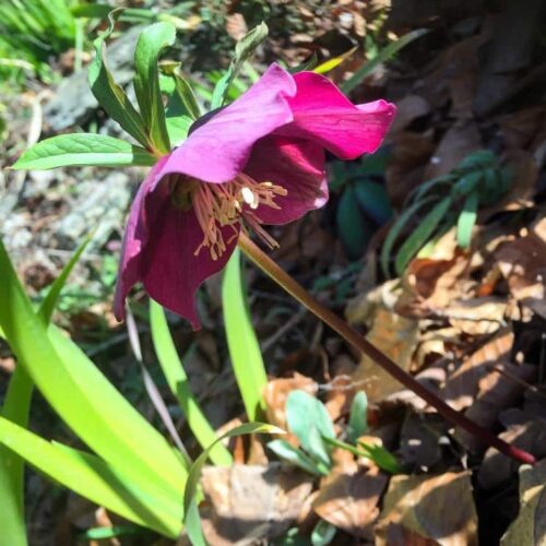hellebores hellebores