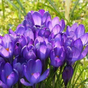 Crocuses Krokus blomma Gardenize