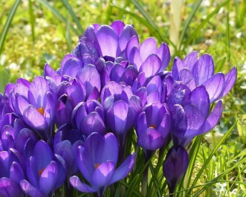 Crocuses Crocuses