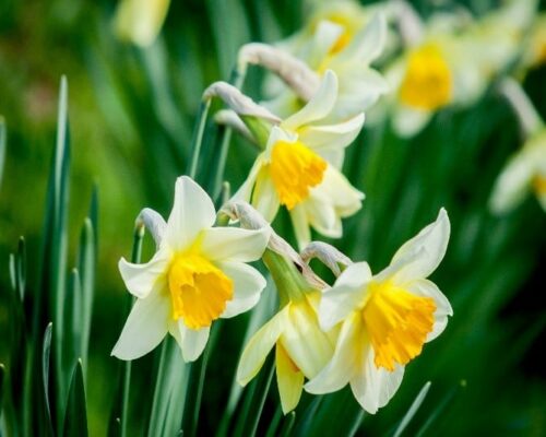 Daffodils Daffodils