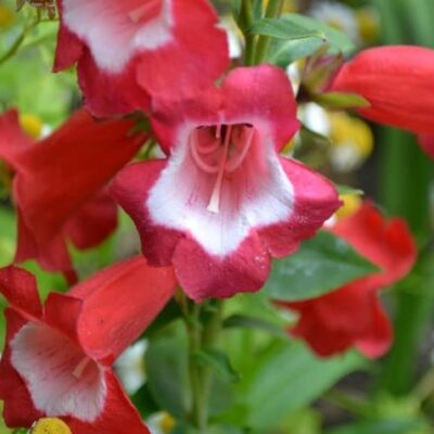 Penstemon Penstemon