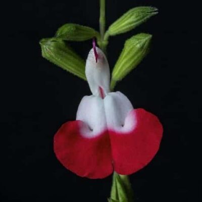 Salvia hotlips Salvia hotlips