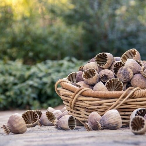 Seeds Seeds