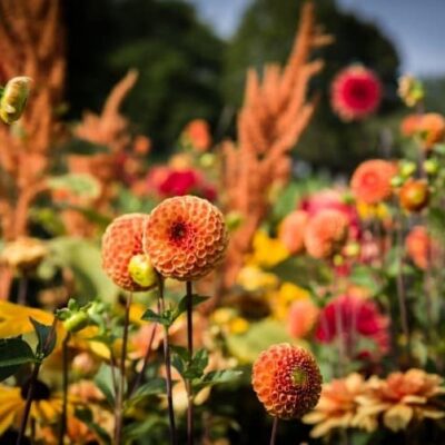 dahlias dahlias