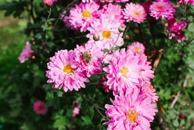 flower pink flower pink