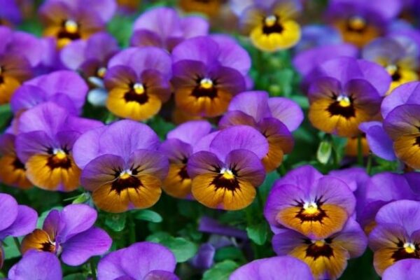 pansies pansies