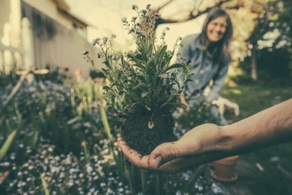 planting and sowing planting and sowing