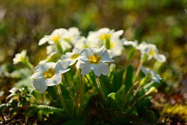 primrose primrose