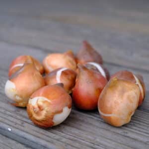 Tulip bulbs 2 small Vårlökar Gardenize