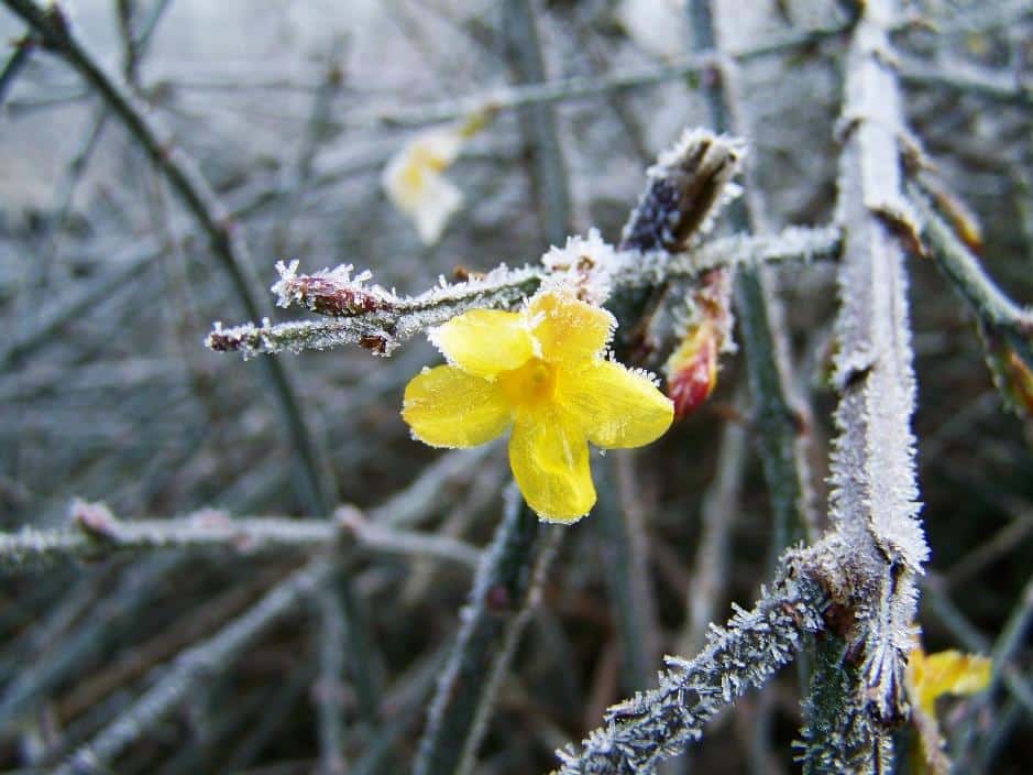 GARDENING IN THE UK IN FEBRUARY GARDENING IN THE UK IN FEBRUARY