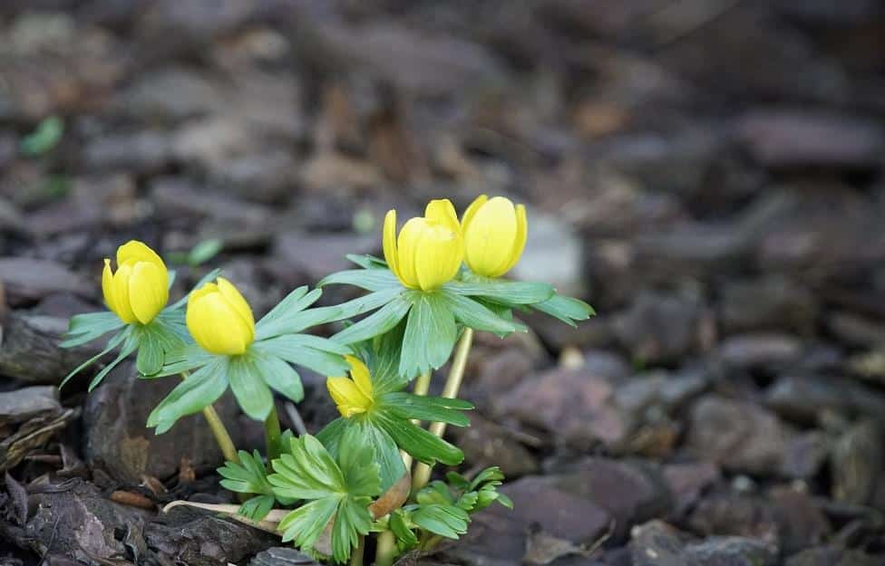 GARDENING IN THE UK IN FEBRUARY GARDENING IN THE UK IN FEBRUARY
