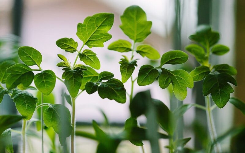 1024px-Francesco_Gallarotti_2016-03-09_(Unsplash_Bfdia-aJOvI) Sow seeds - seedlings