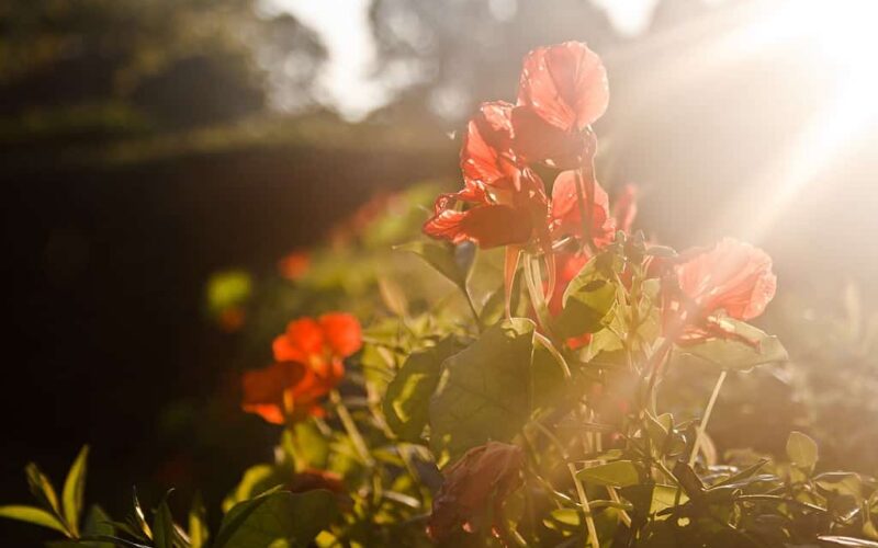 1024px-Light-sunset-red-flowers_(23699804173) Sow seeds and transplant outside