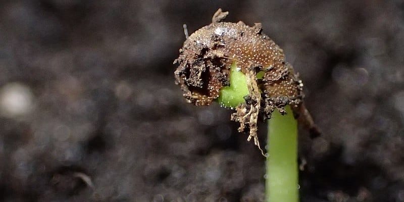 OLYMPUS DIGITAL CAMERA Sow seeds seed sprouting