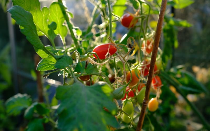 Cherry tomatoes in greenhouse Cherry tomatoes in greenhouse