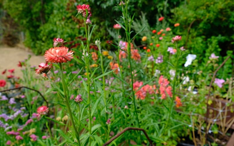 Cut flower garden patch 2 Cut flower garden patch