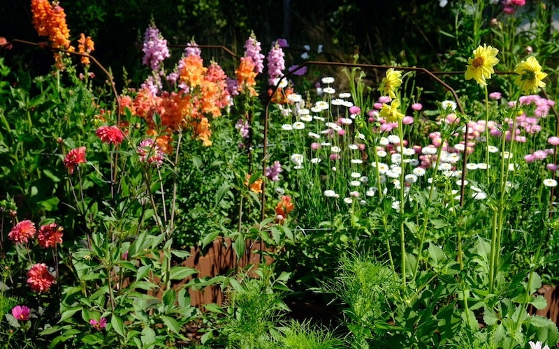 Cutflower garden patch Cutflower garden patch