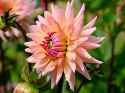 Dahlia Preference Odla Snittblommor - Dahlia Preference