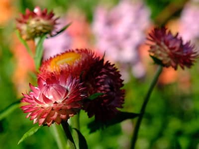 Etternell, Strawflower, Helichrysum bracteatum, Bright Rose Etternell, Strawflower, Helichrysum bracteatum, Bright Rose