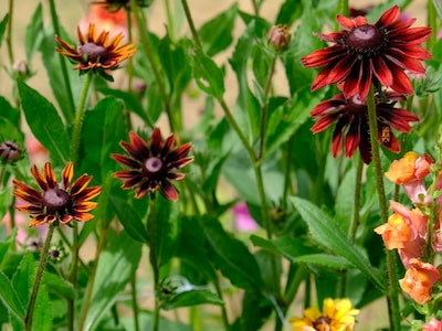 Flower, Rudbeckia hirta, Cherry brandy and Sahara Flower, Rudbeckia hirta, Cherry brandy