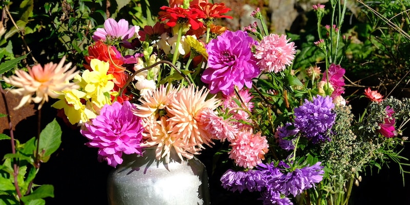 Freshly picked garden cutflowers Freshly picked garden cutflowers