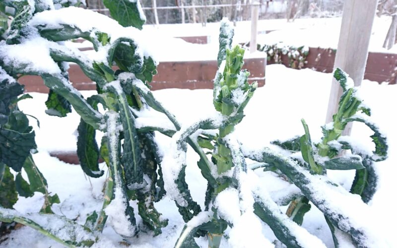 Gronkal med sno - gardenize Gronkal i snoig tradgard