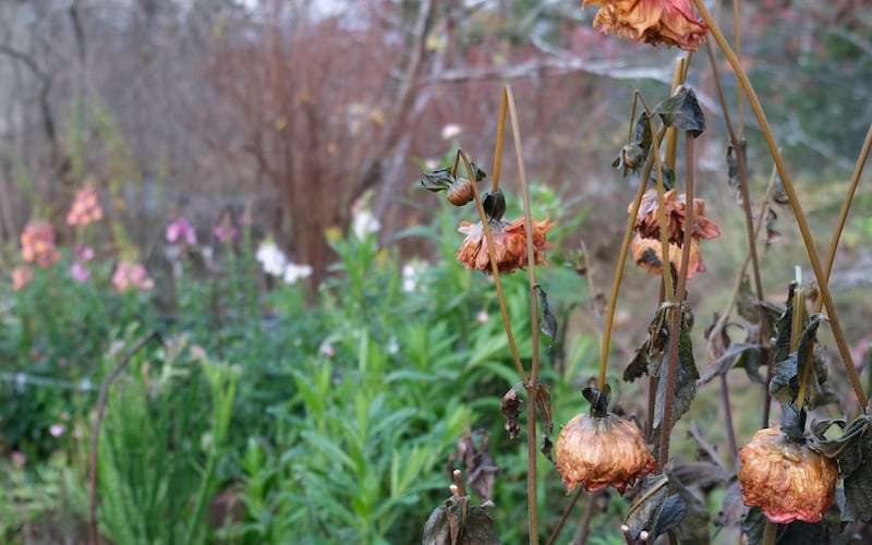 Hardy and tender ammuals Hardy and tender annuals