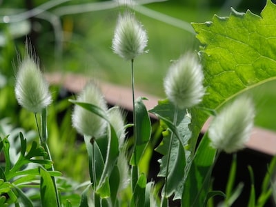 Harsvans - Bunny Tails - Lagurus ovatus Harsvans - Bunny Tails - Lagurus ovatus