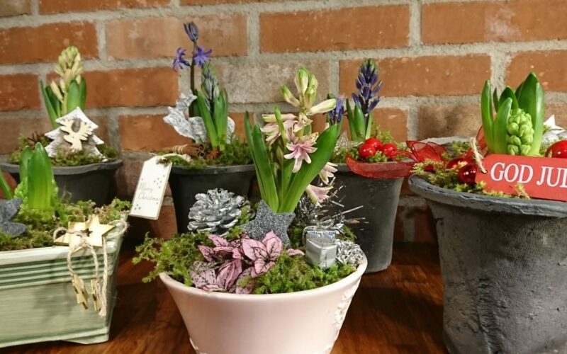 Julblommor - gardenize Julblommor