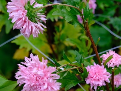 Kinaaster, Chinese aster, Dushesse Coral Rose Kinaaster, Chinese aster, Dushesse Coral Rose